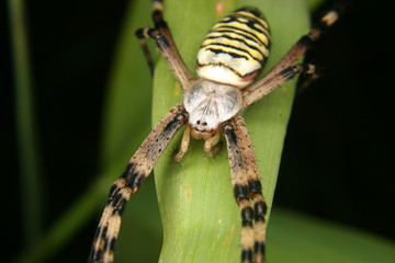Wespenspinne (Argiope bruennichi)