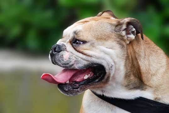 bulldog