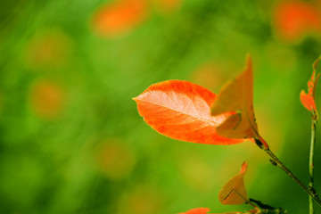 Red autumn leaves on green background still fresh vegetation