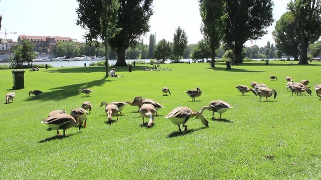 G&auml;nse
