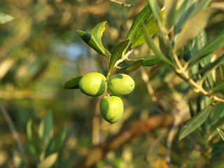 Fototapeta premium olives