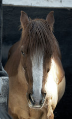 Horse in a Stable
