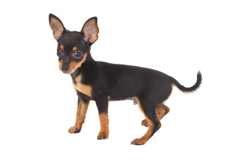 Russian toy terrier on a white background