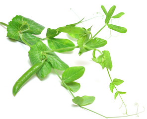 Obraz premium Fresh green peas