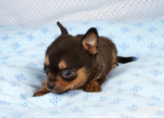 portrait of a cute purebred puppy chihuahua in the puppy-home