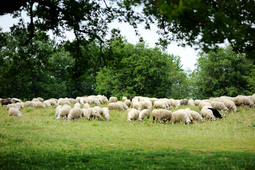 Herd on sheep in Italian fields