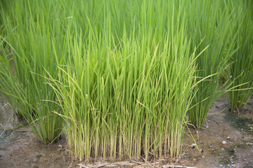 Fototapeta premium rice field