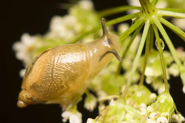 Snail