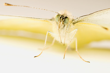 Cabbage pieris