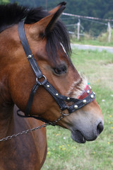 Obraz premium cavallo in primo piano