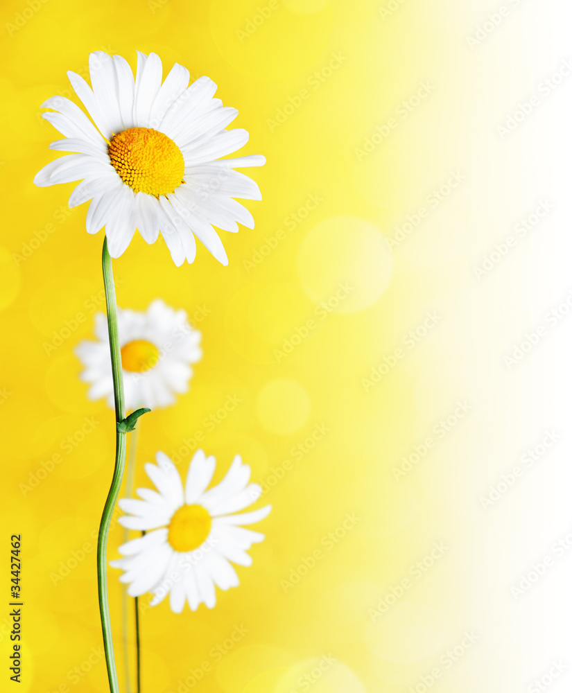 Wall mural Daisy flowers