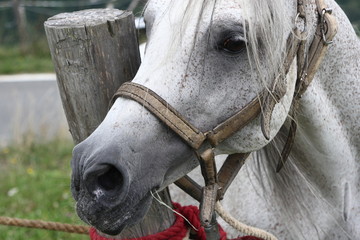 muso di cavallo bianco