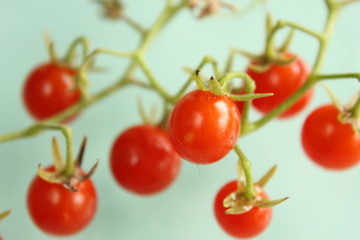 マイクロトマト