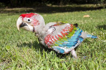 Red-and-green macaw (Ara chloroptera) chick © belizar