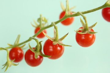 マイクロトマト