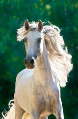 White horse runs gallop front - 34428083