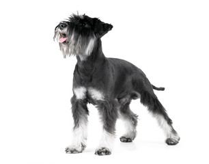Miniature Schnauzer, 1 years old, isolated on white - 34428085