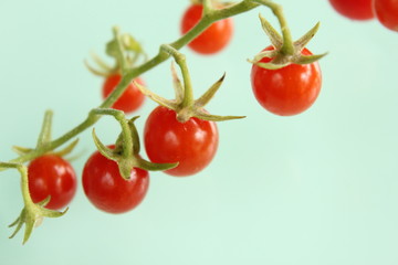 マイクロトマト