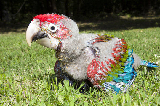 Red-and-green Macaw (Ara Chloroptera) Chick