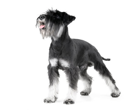 Miniature Schnauzer, 1 years old, isolated on white