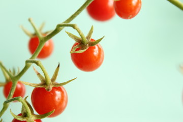 マイクロトマト