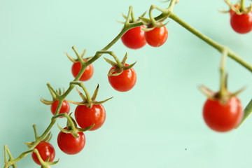 マイクロトマト