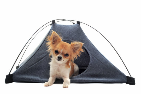 chihuahua sous une tente