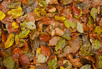 autumn texture