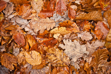 autumn texture