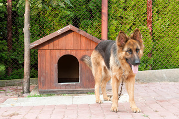german shepherd and wooden doghuse