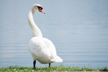 single white swan on the lake shore