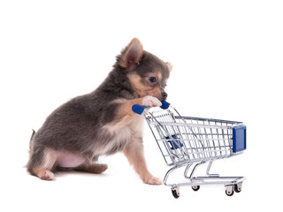 Consumer concept - chihuahua puppy with shopping cart