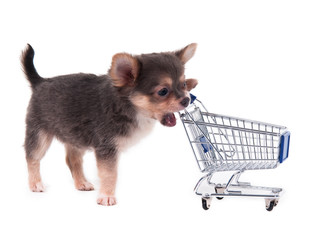 Chihuahua puppy and shopping cart isolated on white background