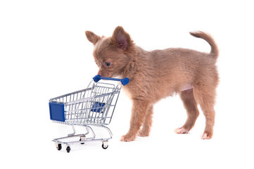 Chihuahua puppy with shopping cart isolated