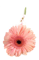 Pink gerbera