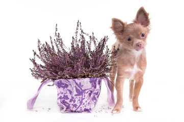 Chihuahua puppy and lavender flower