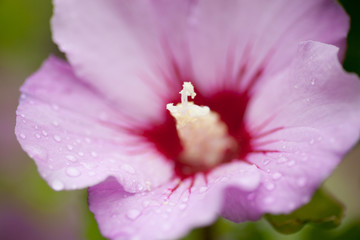 hibiskus © Angelika Bentin