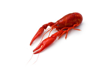 Crayfish