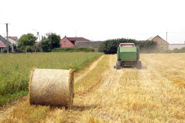 harvest time