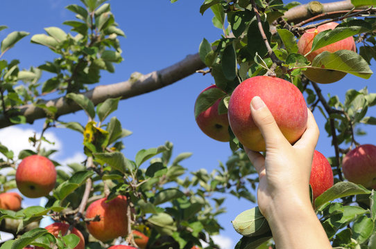 1 900 件の最適な りんご狩り 画像 ストック写真 ベクター Adobe Stock