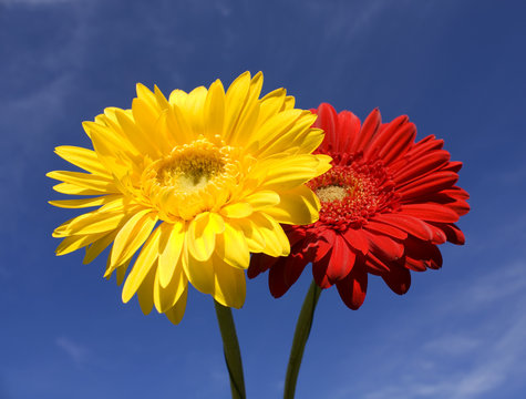 Fototapeta Two flowers red and yellow gerbera on blue sky
