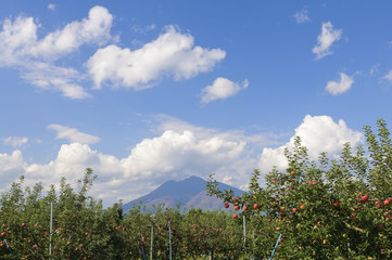 岩木山と青森りんご