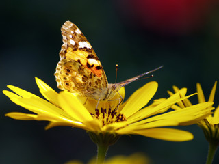 Schmetterling Blume © Oliver Froh