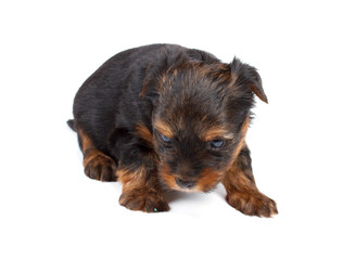 Yorkshire terrier looking