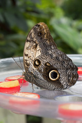 Fototapeta premium Mariposa Caligo Memmon