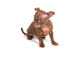 Fototapeta premium chihuhua puppy on the white background