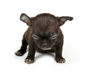 Fototapeta premium small chihuahua puppy