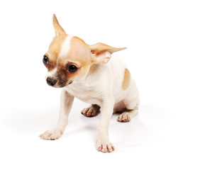 Funny puppy Chihuahua poses