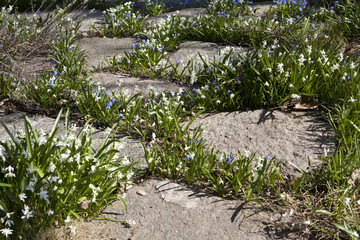 Obraz premium White and blue scilla