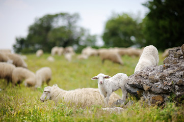 Fototapeta premium Herd on sheep in Italian fields